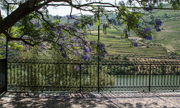 Quinta da Boavista - Azeite